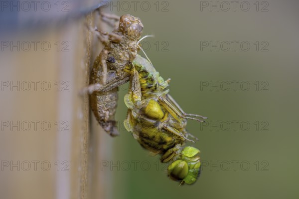 Flat-bellied dragonfly (Libellula depressa) leaving its exuviae on a wooden substrate, detailed and green, Dümmer nature park Park, Lower Saxony, Germany