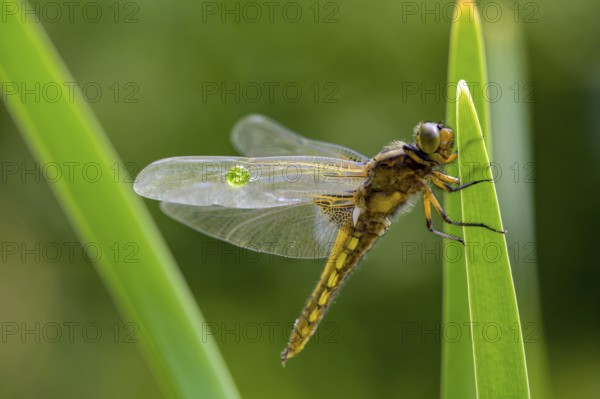 Flat belly (Libellula depressa), dragonfly sitting on a green leaf with transparent wings, clear and detailed, Dümmer nature park Park, Lower Saxony, Germany