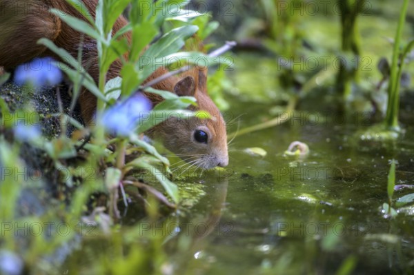 Squirrel (Sciurus vulgaris) drinking from a pool of water surrounded by plants, Lower Saxony, Germany