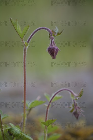 Bach clovewort (Geum rivale) inflorescence against a softly blurred background, delicately hanging flower buds on a thin stem against a soft background, Dümmer nature park Park, Lower Saxony, Germany