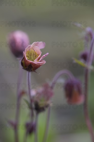 Bach carnation root (Geum rivale) inflorescence in front of softly blurred background, close-up of pink flowers with blur in the background, soft nature image, Dümmer nature park Park, Lower Saxony, Germany