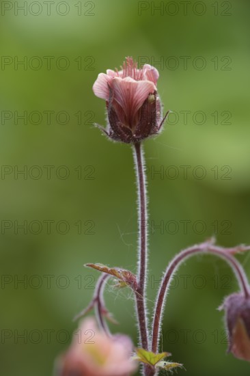Brooklime (Geum rivale) inflorescence against a softly blurred background, single pink flower on strong stem with fine details against green background, Dümmer nature park Park, Lower Saxony, Germany