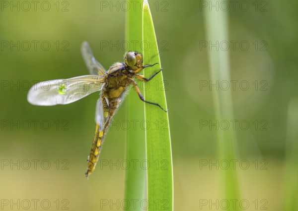 Flat belly (Libellula depressa), dragonfly resting on a long, green leaf in a natural environment, Dümmer nature park Park, Lower Saxony, Germany