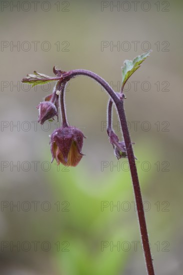 Brooklime (Geum rivale) inflorescence against a softly blurred background, branched flower with several closed buds against a natural background, Dümmer nature park Park, Lower Saxony, Germany