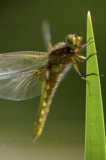 Flat belly (Libellula depressa), dragonfly with yellow stripes on wings on a green leaf, clear details, Dümmer nature park Park, Lower Saxony, Germany