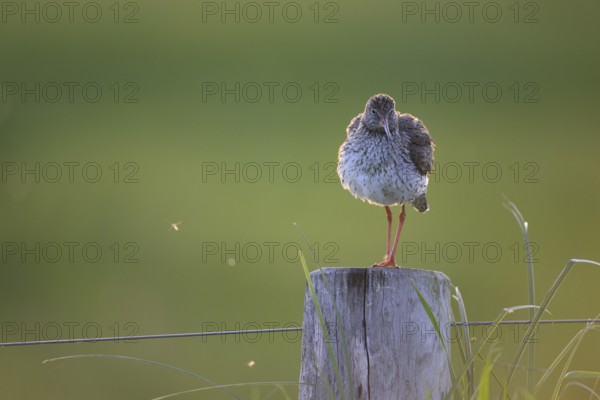 Dümmer nature park Park, Lower Saxony, Germany, A redshank (Tringa totanus) stands on a wooden post next to grasses