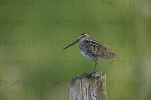 Stemshorn, Lower Saxony, Germany, A common snipe (Gallinago gallinago) with a long beak stands on a wooden post