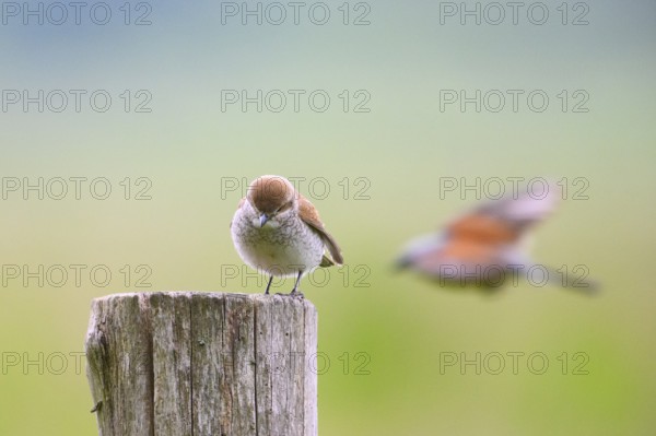 Damme, Lower Saxony, Germany, A female Red-backed Shrike (Lanius collurio) on a wooden post with blurred background