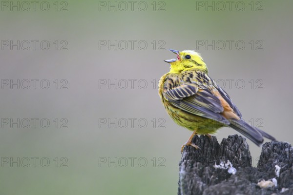 Damme, Lower Saxony, Germany, A yellowhammer (Emberiza citrinella) sits singing on a wooden post