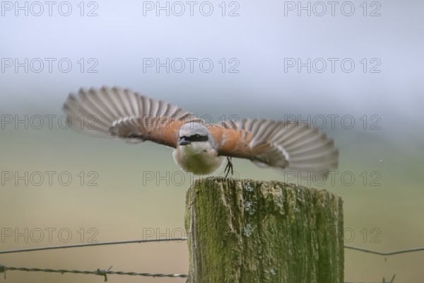 Damme, Lower Saxony, Germany, A Red-backed Shrike (Lanius collurio) flies with outstretched wings over a wooden post
