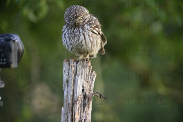 A little owl (Athene noctua) sits curiously on a tree stump opposite a camera, Teutoburg Forest, Lower Saxony, Germany