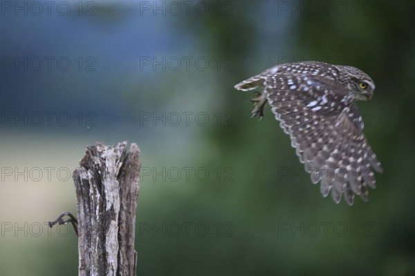 A little owl (Athene noctua) flying from an empty tree stump, wings spread wide, Teutoburg Forest, Lower Saxony, Germany