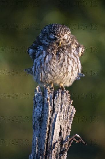 A little owl (Athene noctua) perched on a tree stump in a natural environment, emphasised by its feathers and the light of dawn, Teutoburg Forest, Lower Saxony, Germany