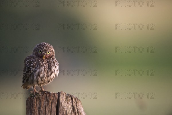 A little owl (Athene noctua) sits attentively on a tree stump with a blurred background
