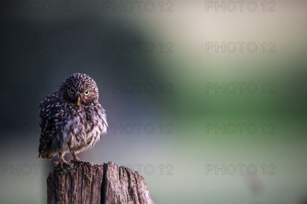 A little owl (Athene noctua) stands on a tree stump against a muted green background at dusk