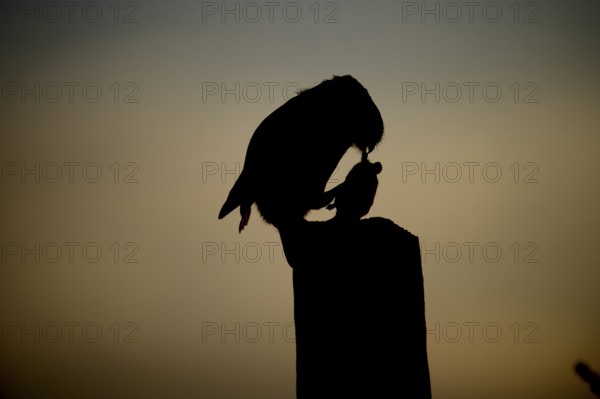 Silhouette of a little owl (Athene noctua) at sunset, dramatic evening atmosphere, Teutoburg Forest, Lower Saxony, Germany