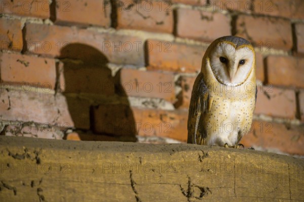 Barn owl (Tyto alba) standing in front of a brick wall, its shadow falling on the bricks, Teutoburg Forest, Lower Saxony, Germany