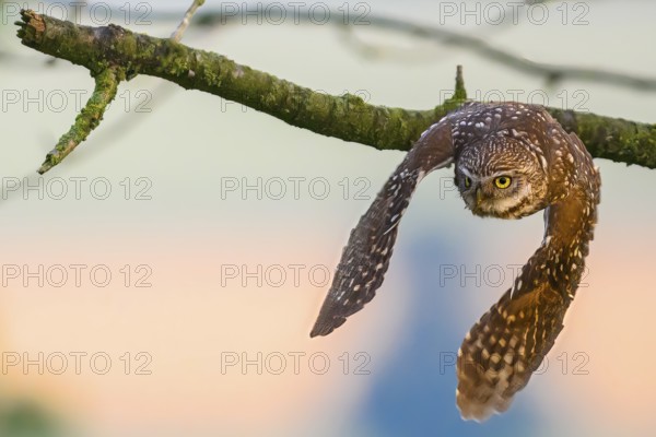 A little owl (Athene noctua) flies with spread wings from a branch at dusk, Teutoburg Forest, Lower Saxony, Germany