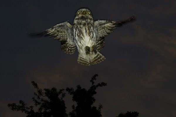 A little owl (Athene noctua) flies in the dark through the night in front of a tree in the sky, Teutoburg Forest, Lower Saxony, Germany