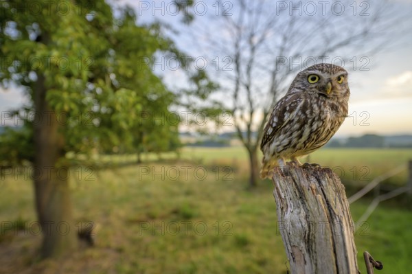 Little owl (Athene noctua) sitting on a post, surrounded by green landscape and tree on a meadow orchard, wide-angle shot, Teutoburg Forest, Lower Saxony, Germany
