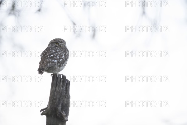 A little owl (Athene noctua) sits quietly on an old willow pole against a light-coloured background, Teutoburg Forest, Lower Saxony, Germany