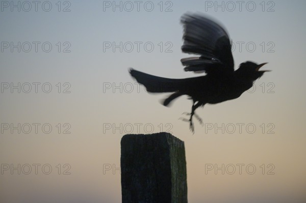 Blackbird (Turdus merula) takes off from a pole, flies into the night sky, Teutoburg Forest, Lower Saxony, Germany