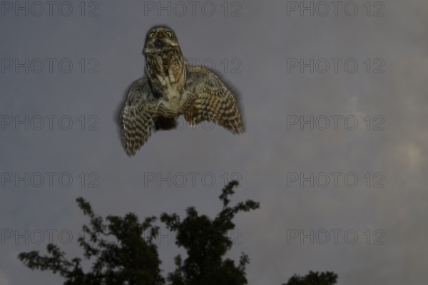 A little owl (Athene noctua) flies in front of a tree in the dark sky, Teutoburg Forest, Lower Saxony, Germany