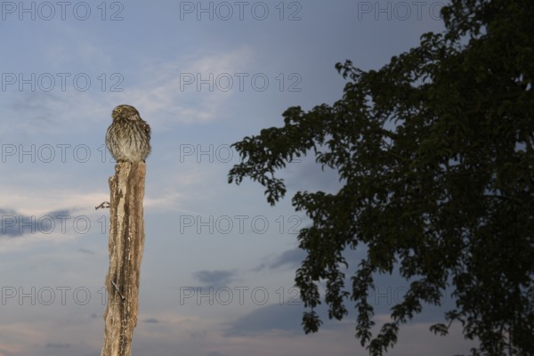 (A little owl Athene noctua) sitting on a stake, in front of an evening sky with tree in the background, Teutoburg Forest, Lower Saxony, Germany