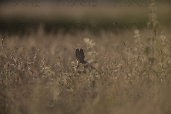 A hidden roe deer (Capreolus capreolus) appears in a grass-covered field, surrounded by natural light and blurred background, Teutoburg Forest, Lower Saxony, Germany