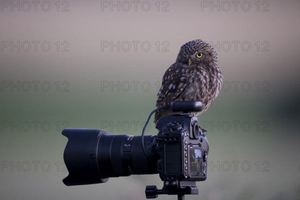 A little owl (Athene noctua) observed from a camera on a tripod, surrounded by natural morning light, Teutoburg Forest, Lower Saxony, Germany