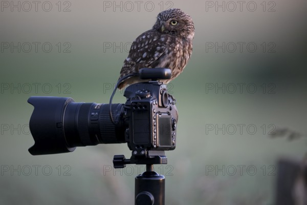 A little owl (Athene noctua) shows attention on a camera mounted on a tripod in a quiet natural environment