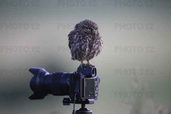 A little owl (Athene noctua) sits on a camera on a tripod at dusk, surrounded by a calm and atmospheric ambience