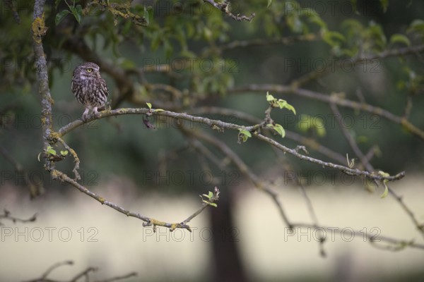 A little owl (Athene noctua) sits attentively on a branch with a clear green background, Teutoburg Forest, Lower Saxony, Germany