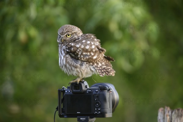 A little owl (Athene noctua) sits on a camera set up in the middle of nature, Teutoburg Forest, Lower Saxony, Germany