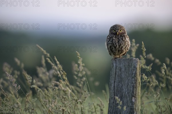 A little owl (Athene noctua) on a pole, surrounded by tall grass and soft evening light, Teutoburg Forest, Lower Saxony, Germany