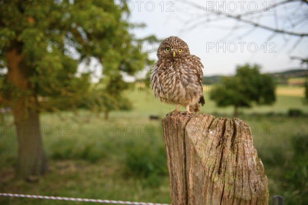 A little owl (Athene noctua) sits attentively on a wooden post in front of a green landscape in the evening, Osnabrücker Land, Lower Saxony, Germany