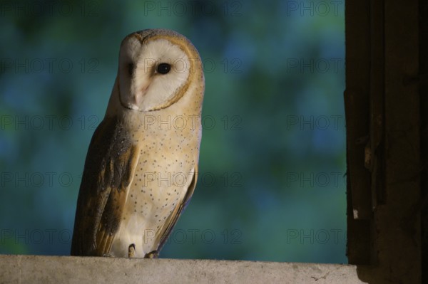 Barn owl (Tyto alba) sitting on a windowsill at night, background in blue, Teutoburg Forest, Lower Saxony, Germany
