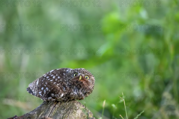 A little owl (Athene noctua) lies down on a tree stump in the grass and looks at the camera in surprise