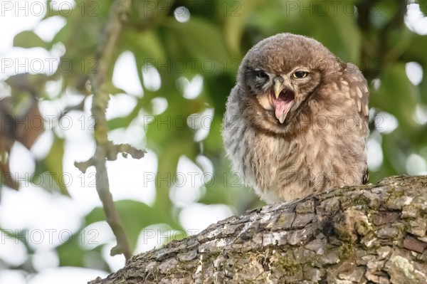 A young little owl (Athene noctua) sits yawning on a pear tree branch, surrounded by green landscape and trees, Teutoburg Forest, Lower Saxony, Germany