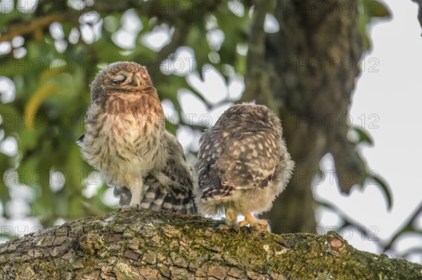 Two young little owls (Athene noctua) sitting on a branch, one of them sleeping, surrounded by green leaves, on a meadow orchard, Teutoburg Forest, Lower Saxony, Germany