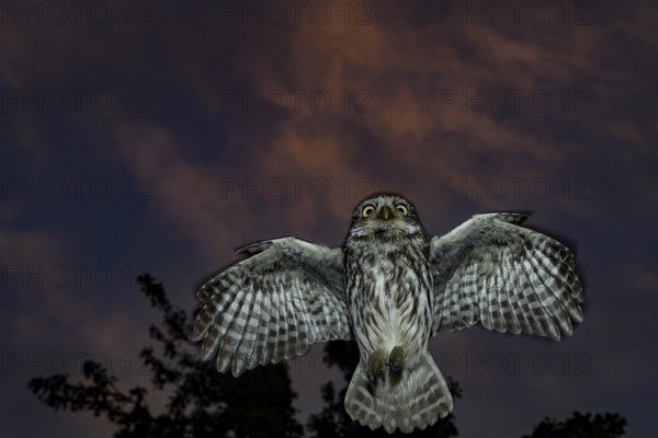 A little owl (Athene noctua) flying in the dark sky at night, in front of a tree, Teutoburg Forest, Lower Saxony, Germany