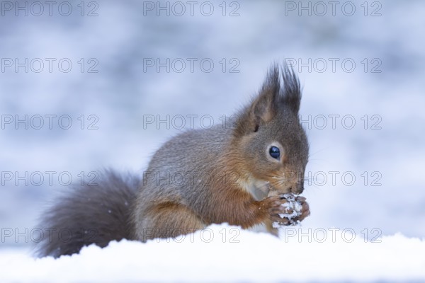 Red squirrel (Sciurus vulgaris) adult animal eating a nut in snow in winter, England, United Kingdom