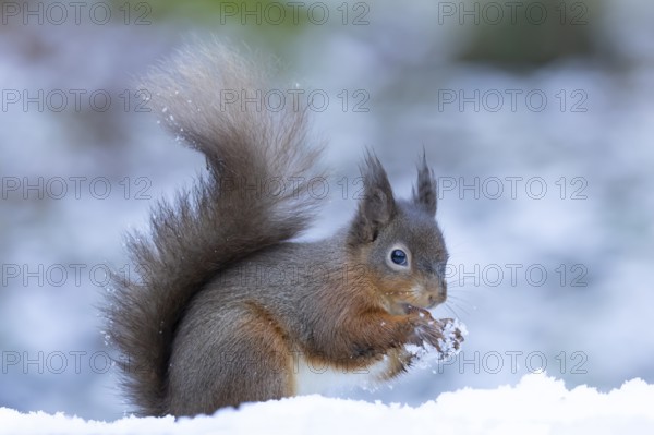 Red squirrel (Sciurus vulgaris) adult animal eating a nut in a snow covered woodland in winter, England, United Kingdom