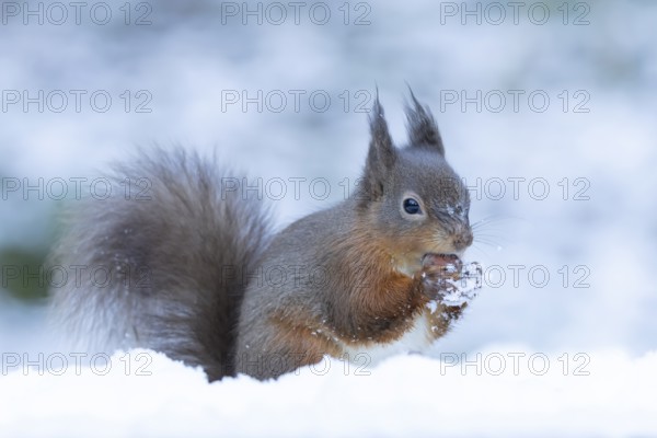 Red squirrel (Sciurus vulgaris) adult animal eating a hazel nut in a snow covered woodland in winter, England, United Kingdom