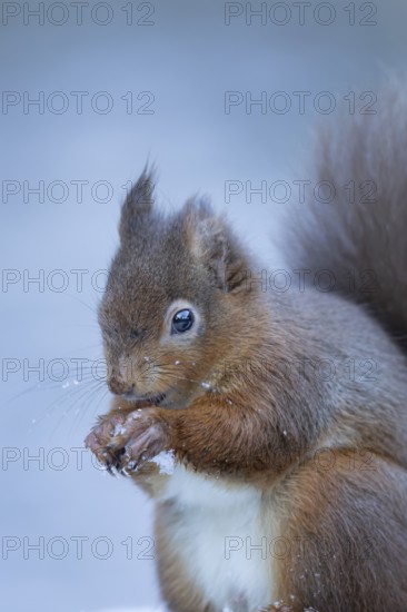 Red squirrel (Sciurus vulgaris) adult animal eating a nut in a snow covered woodland in winter, England, United Kingdom