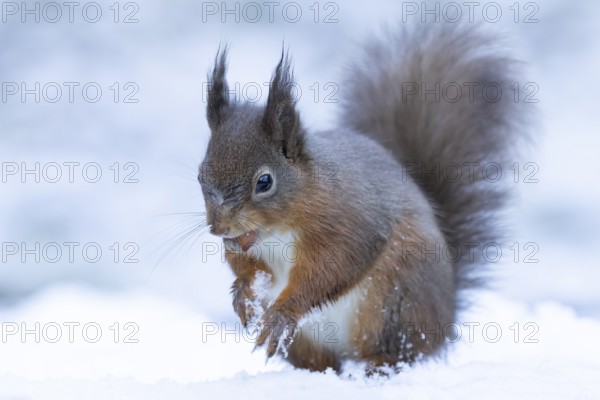 Red squirrel (Sciurus vulgaris) adult animal carrying a hazel nut in its mouth for food in a snow covered woodland in winter, England, United Kingdom