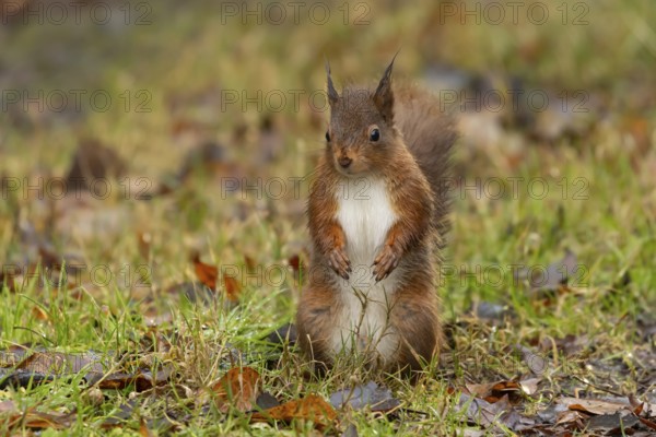 Red squirrel (Sciurus vulgaris) adult animal in a woodland in autumn, England, United Kingdom