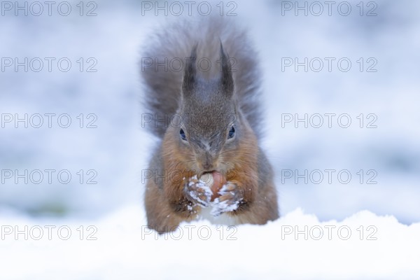 Red squirrel (Sciurus vulgaris) adult animal feeding on a hazel nut in a snow covered woodland in winter, England, United Kingdom