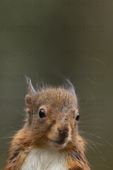 Red squirrel (Sciurus vulgaris) adult animal soaking wet in a rain storm, England, United Kingdom