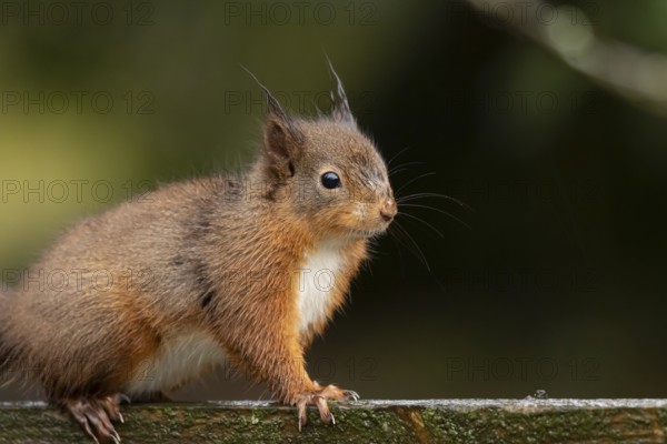 Red squirrel (Sciurus vulgaris) adult animal on a garden wooden fence, England, United Kingdom